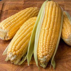 Honey Select Sweet, (F1) Corn Seed